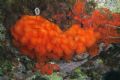 Aplidium nordmanni